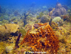 "I heard bubbles, bah just another annoying diver with a ... by Carlos Rodriguez 